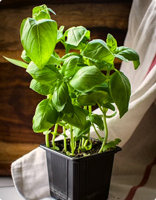basil-leaves